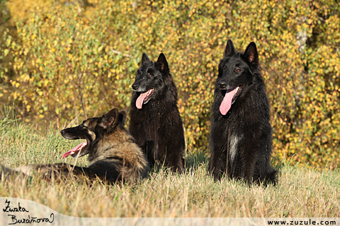 Asta, Aisha a Fox